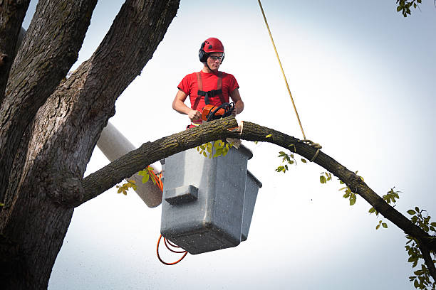 Best Emergency Tree Removal  in Nottingham, PA